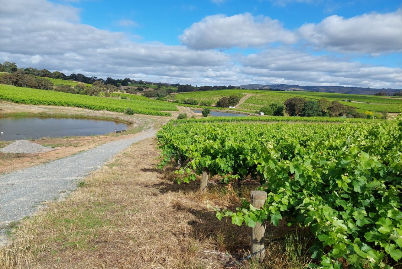 Season Greetings + Christmas Wines Sale from Brini Estate Wines