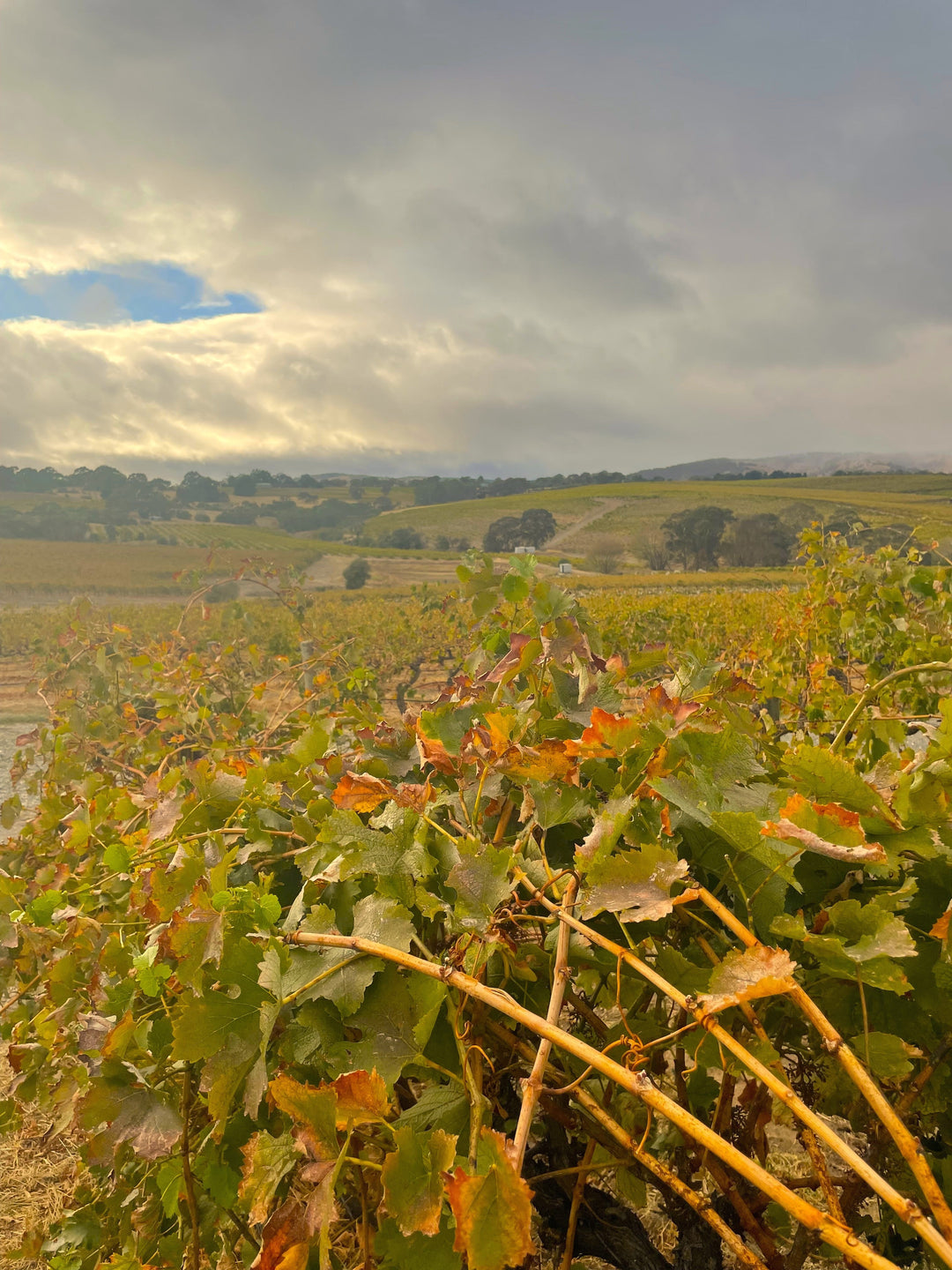The Brini Wines vineyard in April 2025 - Vintage done and dusted