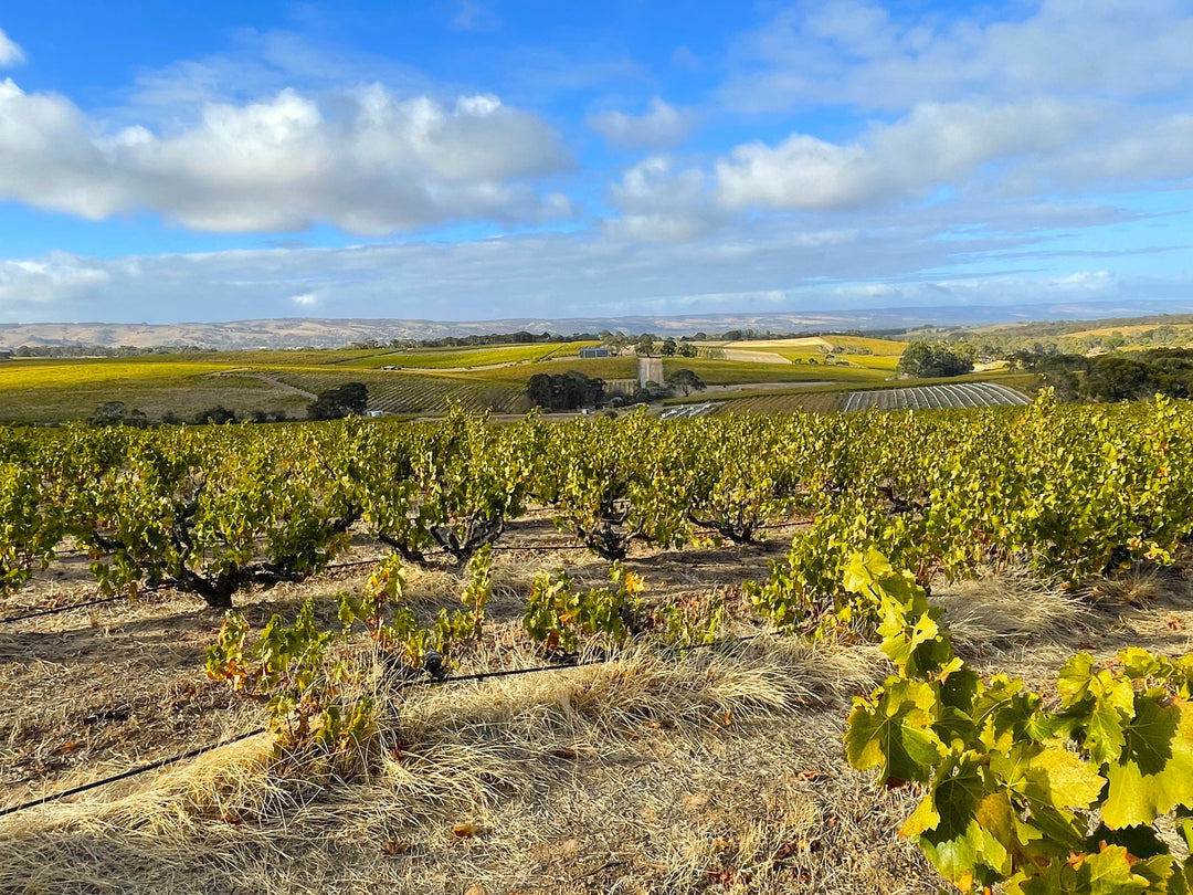 Grenache from Chapel Hill Rd, Blewitt Springs