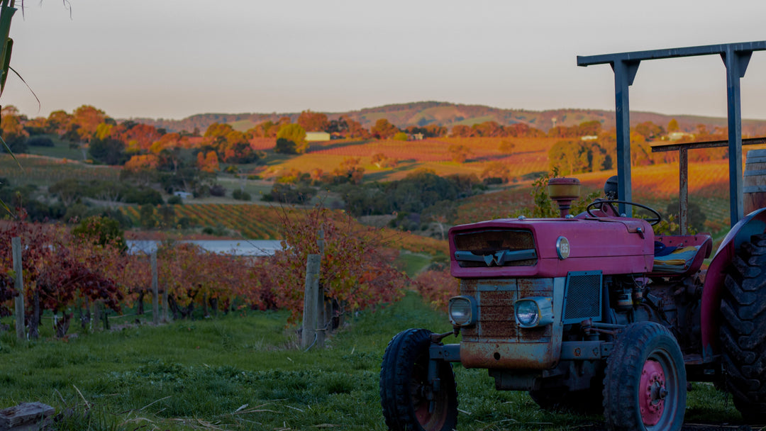 Marcello Brini's Tractor on the Brini Wines Vineyard