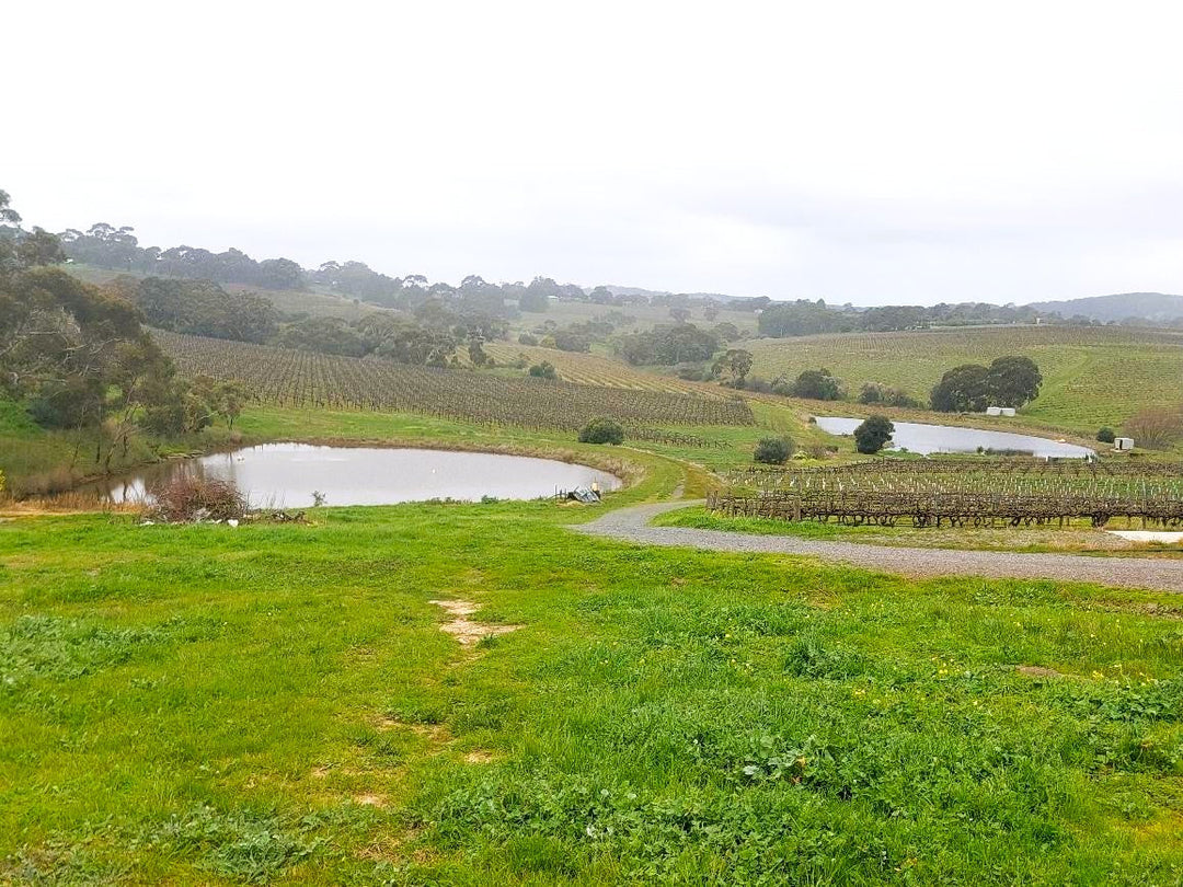 Brini Wines Vineyard Update: A Promising Season Ahead