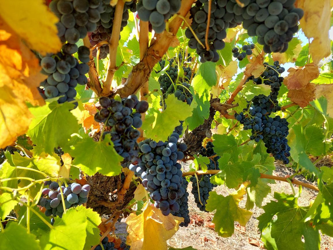 A Vintage Update From the Brini Vineyard